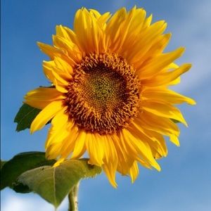 Meet your Posher, Gracey